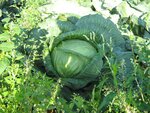 IMG_0458.jpg