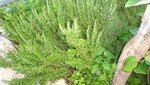 Oregano.jpg