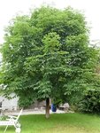 Kastanienbaum 1.jpg