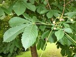 Kastanienbaum 2.jpg