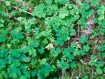 DSC03699.jpg