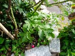 DSC03835.jpg