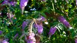 DSC03840.jpg