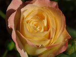 DSC03834.jpg