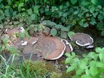 DSC03888.jpg