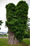 ImageUploadedBySymptome.ch1472113510.273575.jpg