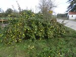 DSC03975.jpg