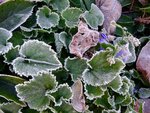 DSC04004.jpg