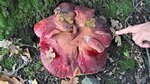 Pilz 1a.jpg