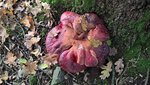 Pilz 2.jpg