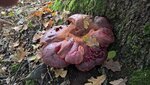 Pilz 3.jpg