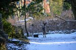 DSC_0243.JPG