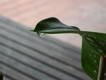 DSC04576.jpg