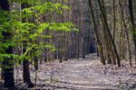 Wald-Wege 2.jpg