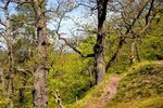 Wald-Wege 3.jpg