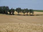 DSC05051.jpg