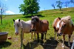 DSC_0007.JPG