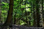DSC_0052 (1).JPG