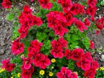 DSC05110.jpg