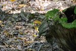 DSC_0510.JPG