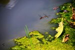 DSC_0286.JPG