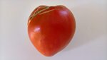 Tomate 1.jpg