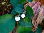 DSC05234.jpg