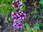 DSC05285.jpg