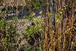 DSC_0890.JPG