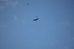 Seeadler.JPG