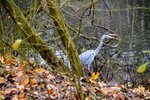 DSC_0234.JPG