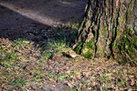 DSC_0222 (2).JPG