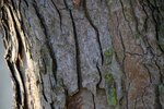 DSC_0160.JPG