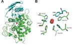 Structural-features-of-tyrosinase.jpg