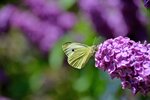 DSC_0105.JPG