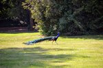 DSC_0436 (1).JPG