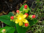 DSC06383.jpg
