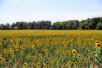 DSC_0514.JPG