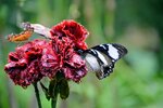 DSC_0191.JPG