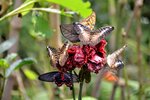 DSC_0346.jpg
