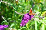 DSC_0641.JPG