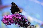 DSC_0528.jpg