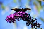 DSC_0518.JPG