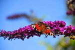 DSC_0580.JPG