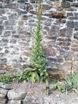 IMG-20180804-WA0018.jpg