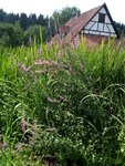 IMG-20180804-WA0009.jpg
