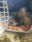 IMG_20180628_155738.jpeg