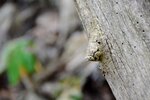 DSC_0675.JPG