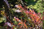 DSC_0144.JPG