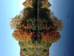 Herbstlaub.JPG